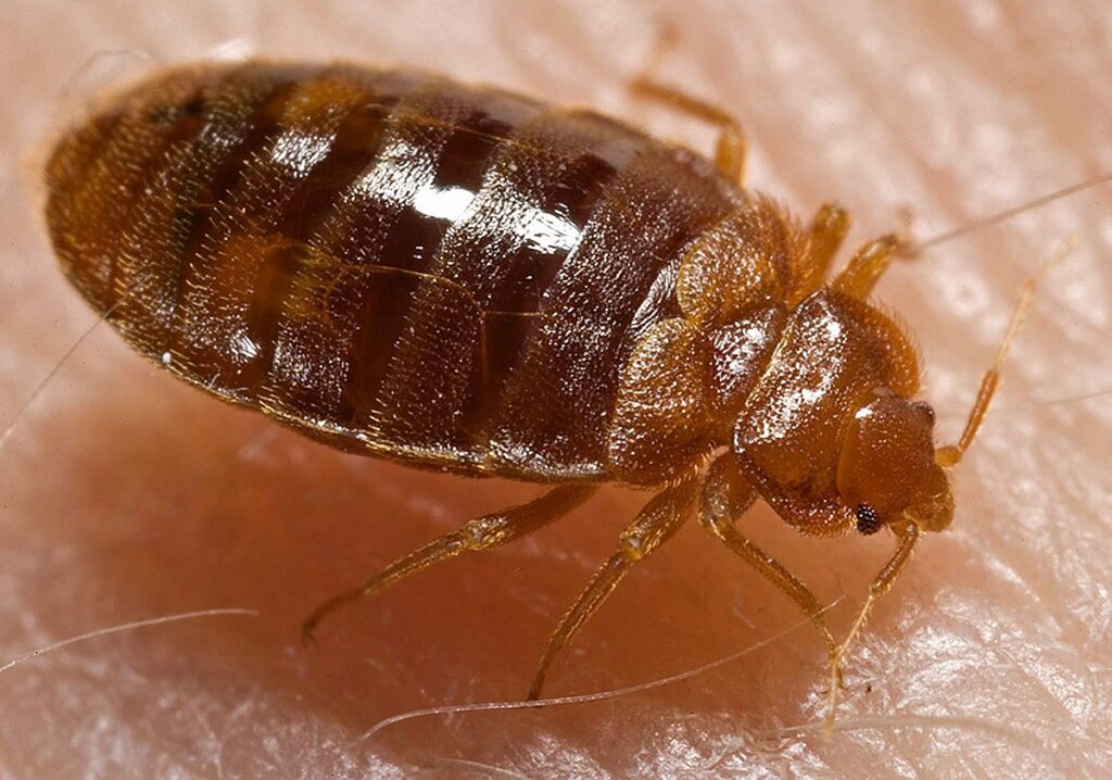 St Augustine Bed Bug Treatment
